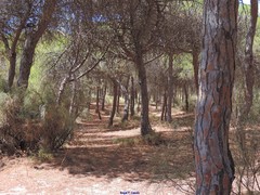 Retama monosperma