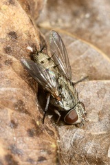 Taxigramma