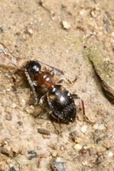 Anthelephila pedestris