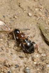 Anthelephila pedestris