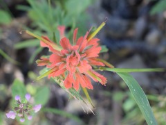 Castilleja foliolosa