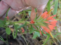 Castilleja foliolosa
