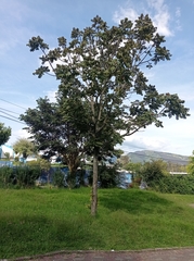 Juglans neotropica