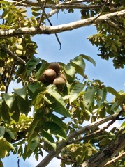 Juglans neotropica