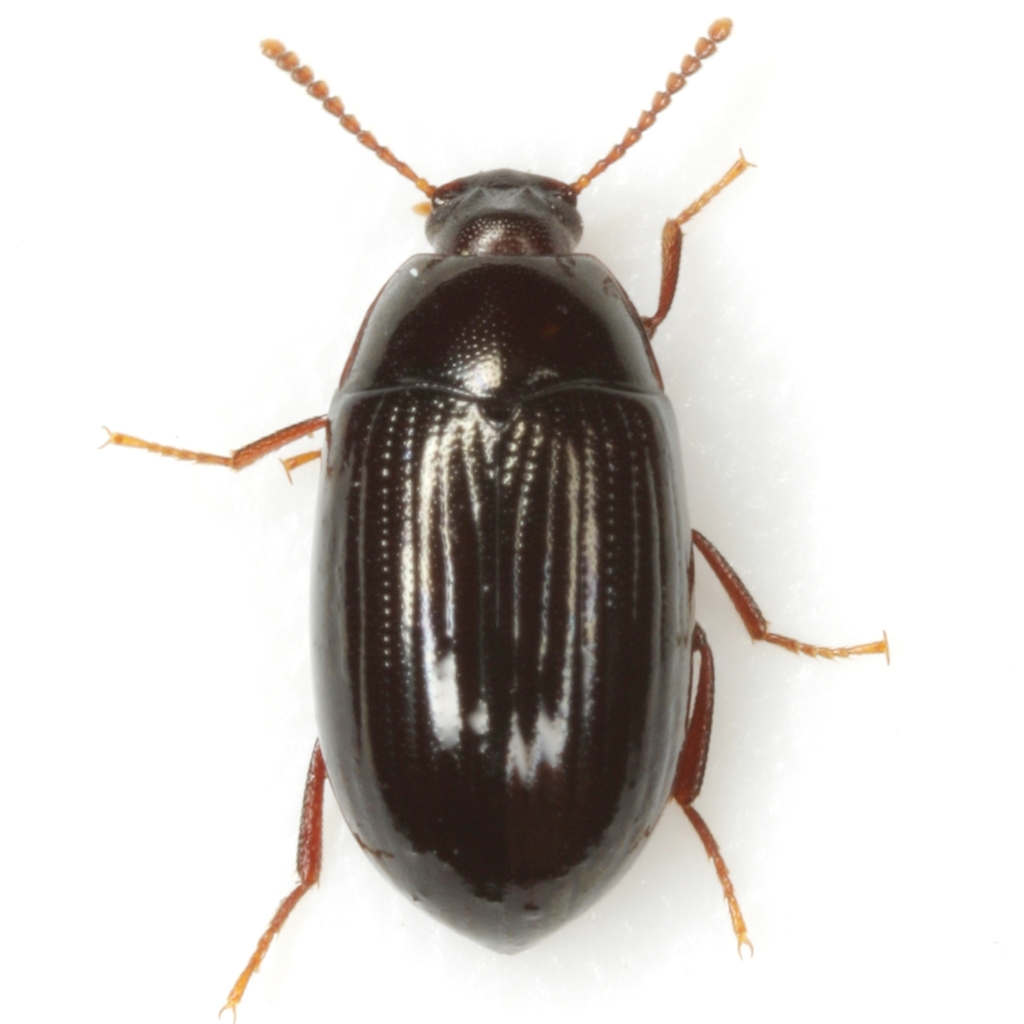 Platydema teleops