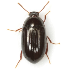 Platydema teleops