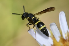 Stenodynerus chevrieranus