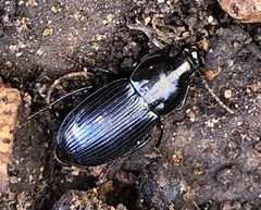 Aztecarpalus schaefferi