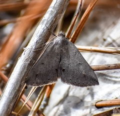 Argyrostrotis flavistriaria