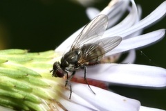 Limnophora maculosa