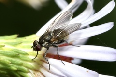 Limnophora maculosa