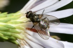 Limnophora maculosa
