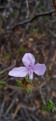 Carlowrightia