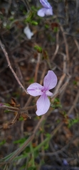 Carlowrightia