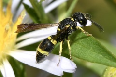 Stenodynerus chevrieranus