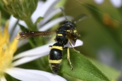 Stenodynerus chevrieranus