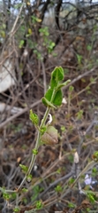 Carlowrightia