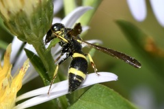 Stenodynerus chevrieranus