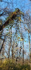 Colletotrichum trichellum