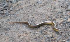 Ophiodes striatus