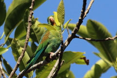 Brotogeris jugularis