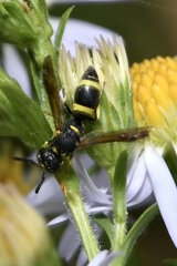 Stenodynerus chevrieranus