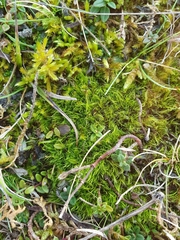 Flexitrichum gracile