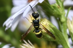 Stenodynerus chevrieranus