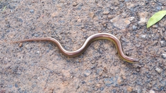 Ophiodes striatus