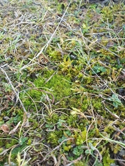 Flexitrichum gracile