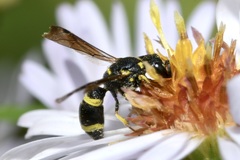 Stenodynerus chevrieranus