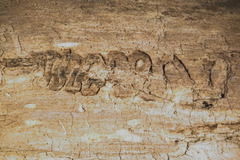 Plectrodera scalator