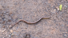 Ophiodes striatus