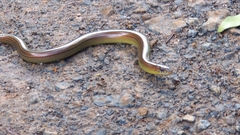 Ophiodes striatus