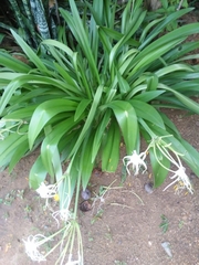 Hymenocallis caribaea