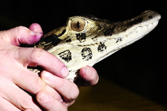 Melanosuchus niger