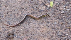 Ophiodes striatus
