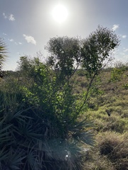 Baccharis halimifolia image