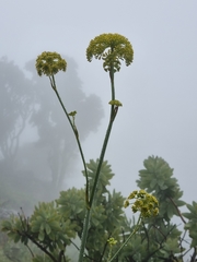 Notobubon galbaniopse