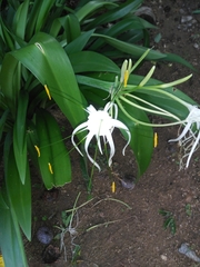 Hymenocallis caribaea