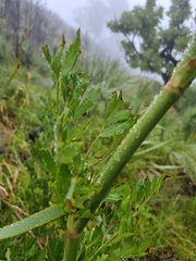 Notobubon galbaniopse