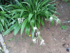 Hymenocallis caribaea