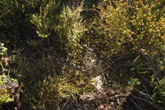 Aspalathus retroflexa retroflexa