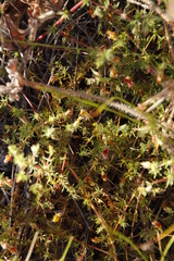 Aspalathus retroflexa retroflexa