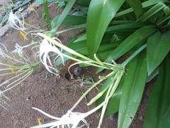 Hymenocallis caribaea