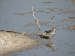 Calidris minutilla