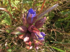 Gentiana scabra