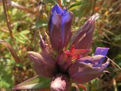 Gentiana scabra