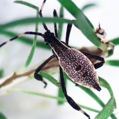 Gelonus tasmanicus