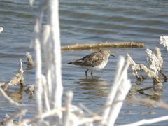 Calidris minutilla